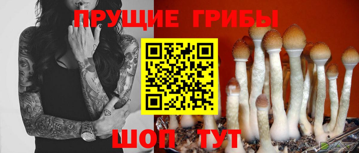 Коряжма  как найти   Вход с VPN  Псилоцибиновые грибы мицелий 